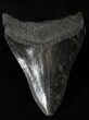 Bargain Megalodon Tooth - South Carolina #21957-1